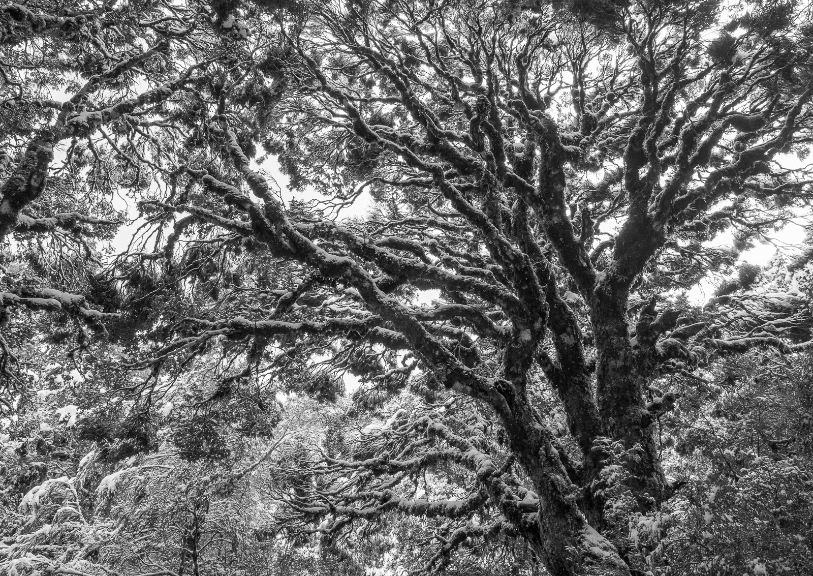 Kahurangi Beech Trees